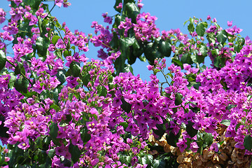 Image showing Beautiful bougainvillea flowers
