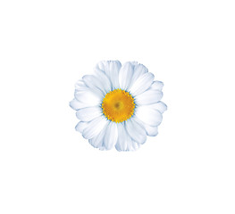 Image showing beautiful flower daisy on white background