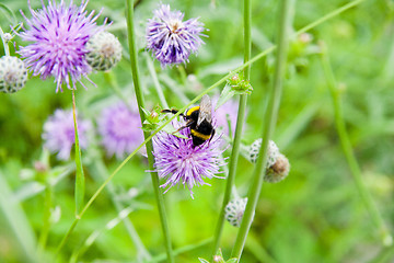 Image showing SilberFlowers with bee