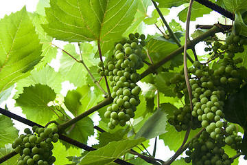Image showing Green grapes close-up from a vineyard