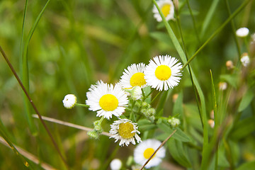 Image showing White and yellow daisies