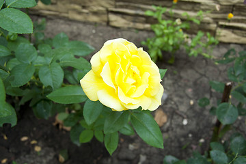 Image showing yellow rose flower blossom