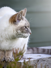 Image showing cat portrait