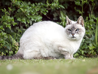 Image showing cat portrait