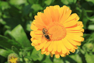 Image showing Honeybee