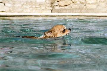 Image showing chihuahua in the water