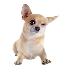 Image showing wink of chihuahua