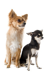 Image showing puppy and adult chihuahua