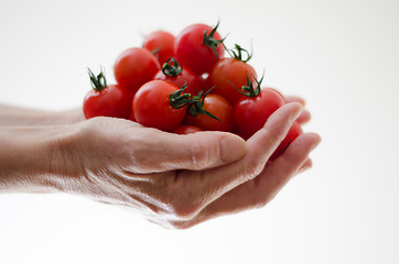 Image showing Cherry Tomatoes in Womans Hands