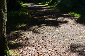 Image showing Pathway Through Woodland