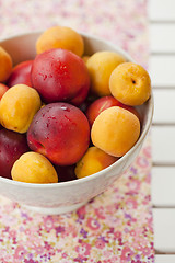 Image showing Apricots and nectarines