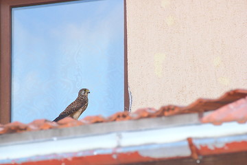 Image showing falco in urban area