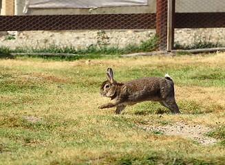 Image showing funny rabbit