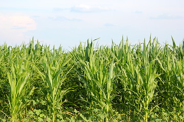 Image showing maize field