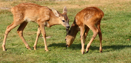 Image showing roe deer babies