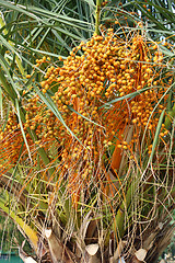 Image showing Palm tree with fruits