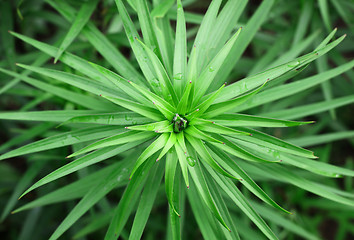 Image showing Green plant background