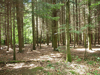 Image showing Black forest