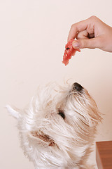 Image showing Westie