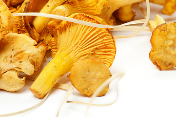 Image showing Fresh Raw Chanterelle Mushrooms