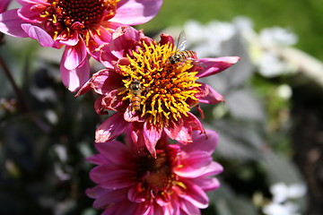 Image showing Summer dahlia and bee