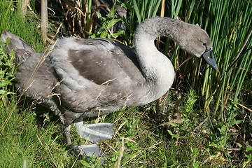 Image showing Swan  nestling