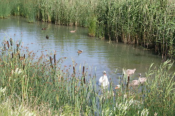 Image showing Pond