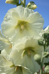 Image showing Hollyhock