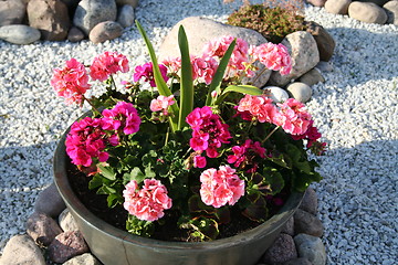 Image showing Geranium in garden