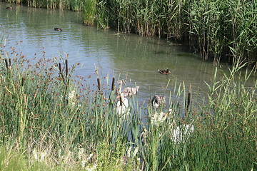 Image showing Pond with birds