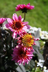 Image showing Summer dahlia and bee