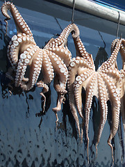 Image showing Octopuses