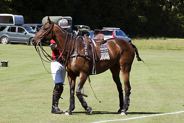 Image showing Polo pony