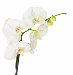 Image showing White orchid