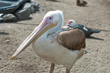 Image showing pelican