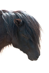 Image showing pony closeup