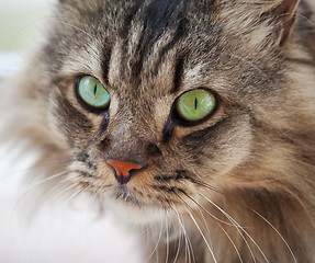Image showing Ordinary cat