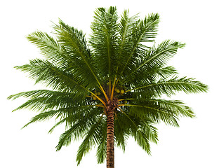 Image showing Top of the coconut palm isolated on white