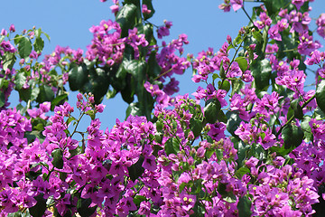 Image showing Beautiful bougainvillea flowers 