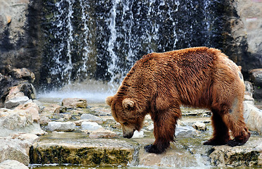 Image showing Brown Bear in a Zoo