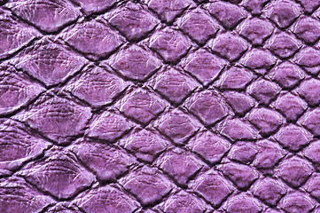 Image showing Crocodile Skin