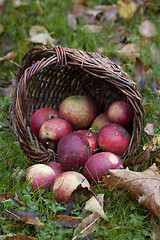 Image showing apples