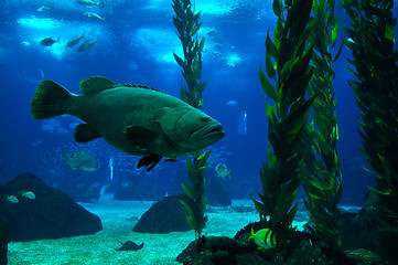 Image showing Potato Grouper - Epinephelus tukula