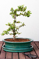 Image showing Ligustrum Bonsai