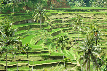 Image showing Rice Terrace