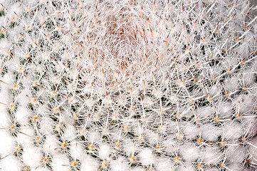 Image showing Closeup of Old Man Cactus