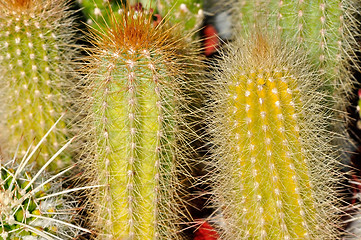 Image showing Group of Cactus