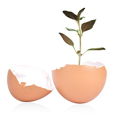 Image showing Egg Shell and Plant