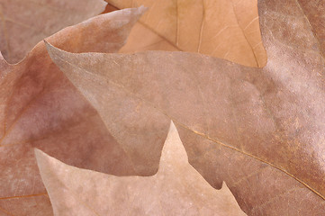 Image showing Autumn Leaves