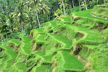 Image showing Rice Terrace